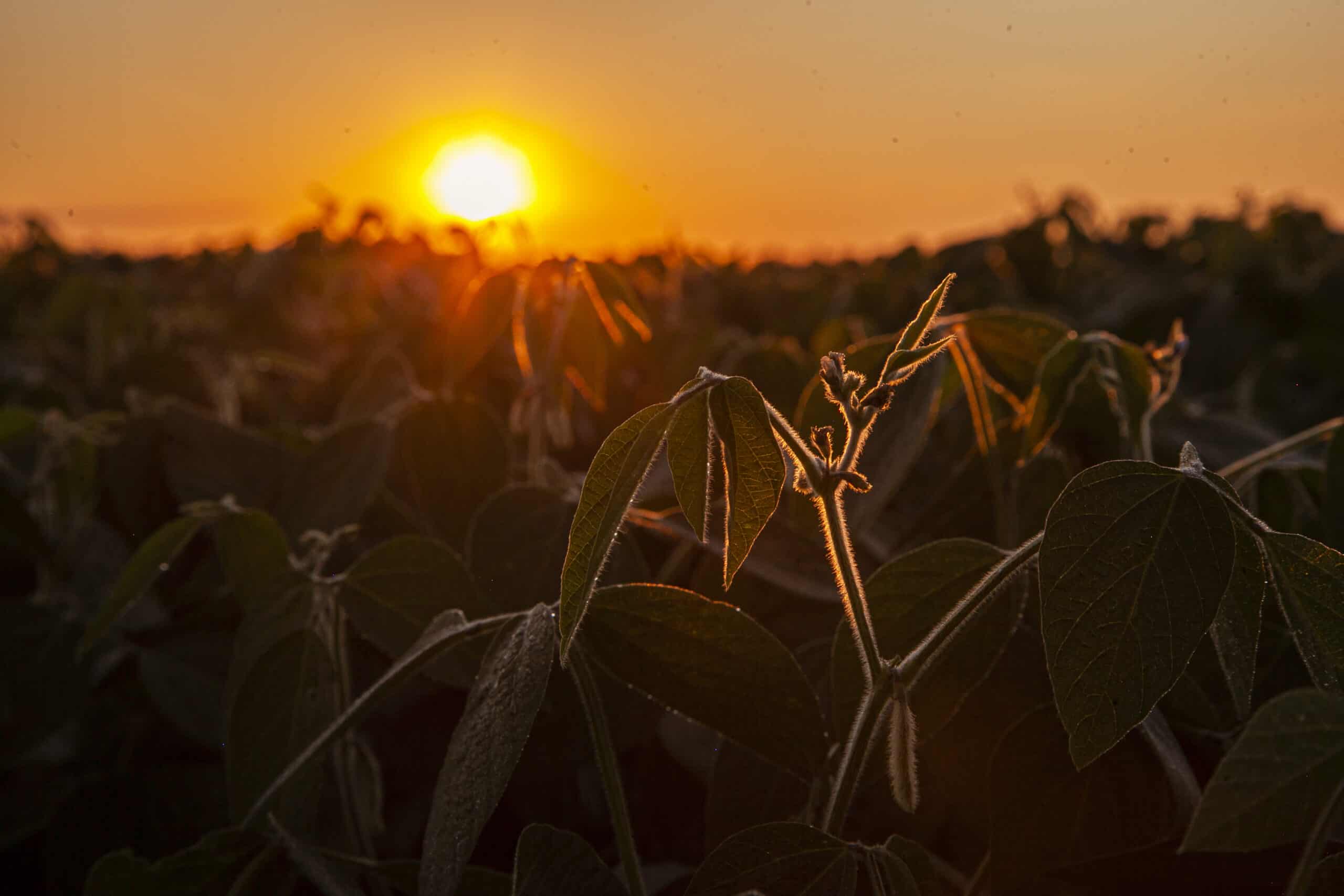 Soya field in Ukraine 2021, (c)Donau Soja