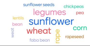 Word cloud for multicrop article