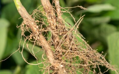 Test News Article – Regional, sustainable and GMO-free soya contributes to UN goals
