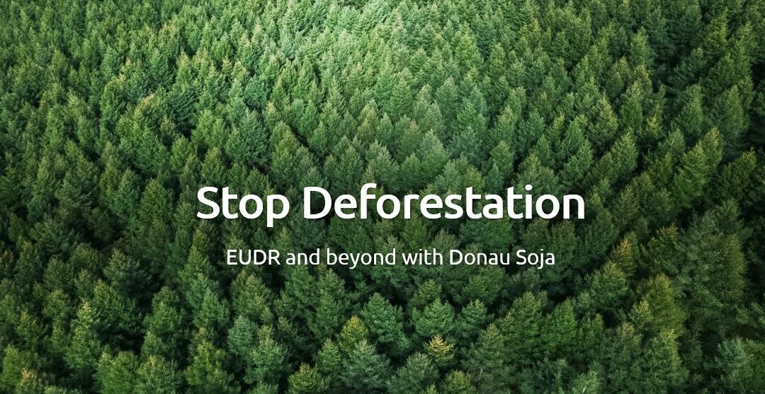 EU-Verordnung zur Entwaldung: Ein Schritt nach vorn, aber mit Defiziten