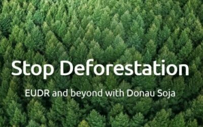 EU-Verordnung zur Entwaldung: Ein Schritt nach vorn, aber mit Defiziten