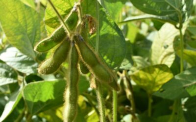 Donau Soja solicită ca importurile de soia sustenabilă certificată să fie autorizate să circule liber în UE