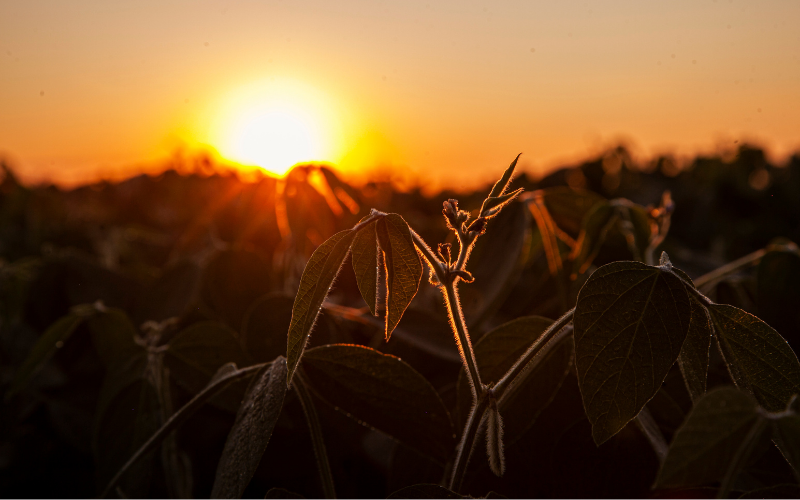 Soybean field in Ukraine 2021 ©Donau Soja