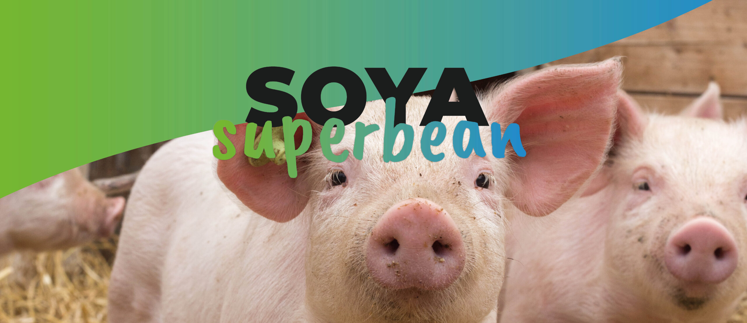 Soya Superbean campaign banner showing pigs representing sustainable Europe Soya feed for climate-friendly livestock production