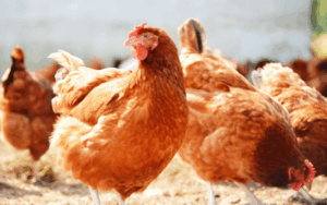 Free-range laying hens in Austria fed with Donau Soja certified soya, supporting lower CO₂ emissions and sustainable egg production
