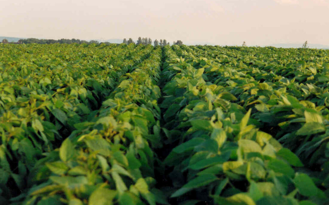 Donau Soja begrüßt österreichische Initiative zum Schutz der europäischen Sojaproduktion