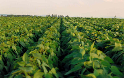 Donau Soja welcomes Austrian initiative to protect European soya production