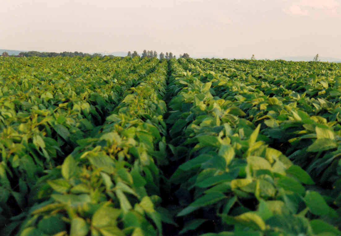 Sojafeld_©Donau Soja Rows of green soybean plants growing on a certified sustainable European soybean field in the Danube region