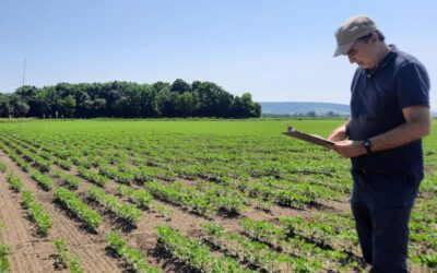 An introduction to Legume Generation