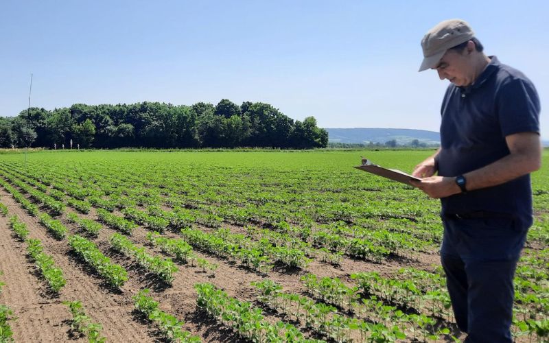 DS-newsletter-June26-Legume-Generation Farmer monitoring legume crop in field – Legume Generation breeding innovation project