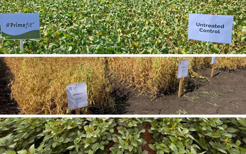 DS-newsletter-August26-legume-trials Soybean field trial plots comparing Primefit treatment and an untreated control